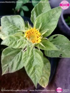 MadeinMycountry SayMadein2win MadeinMycountryNET Nature