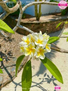 MadeinMycountry SayMadein2win MadeinMycountryNET Nature