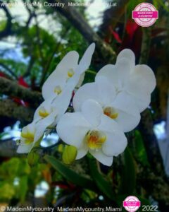 MadeinMycountry-MadeinMycountryLat-MadeinMycountry-Latin-America-Sudamerica-America-Latina