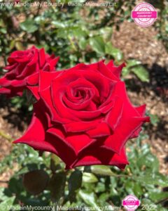 MadeinMycountry SayMadein2win MadeinMycountryNET Nature