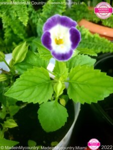 MadeinMycountry SayMadein2win MadeinMycountryNET Nature