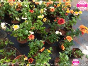 MadeinMycountry SayMadein2win MadeinMycountryNET Nature