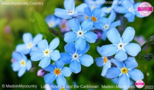 Miami, Latin America and the Caribbean !!