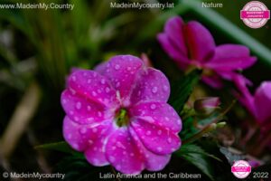 MadeinMycountry SayMadein2win MadeinMycountryNET Nature