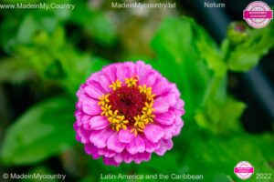 MadeinMycountry SayMadein2win MadeinMycountryNET Nature