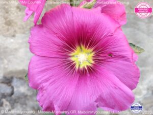 MadeinMycountry SayMadein2win MadeinMycountryNET Nature