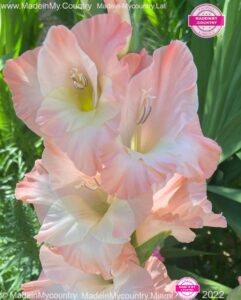 MadeinMycountry-MadeinMycountryLat-MadeinMycountry-Latin-America-Sudamerica-America-Latina