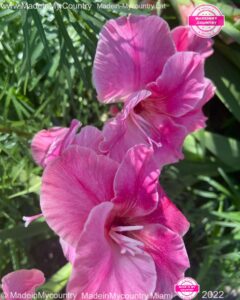 MadeinMycountry-MadeinMycountryLat-MadeinMycountry-Latin-America-Sudamerica-America-Latina